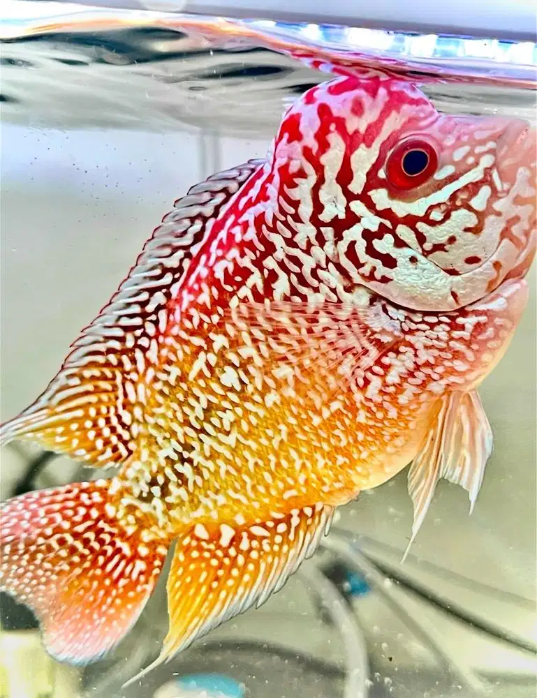 IKAN LOUHAN KAMFA two tone Thailand Jual Rugi Banget