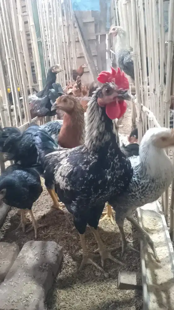 Ayam Jago KUB siapan