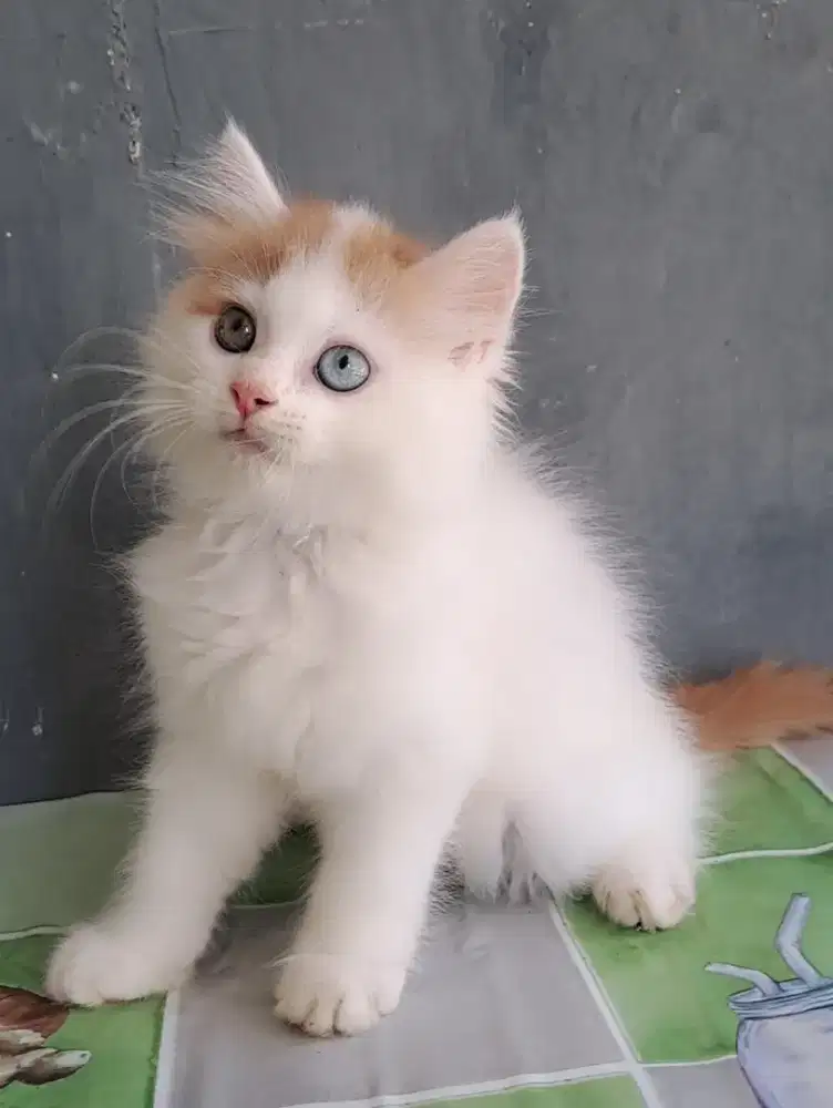 Kucing persia /kitten persia/kucing odd eye  jantan