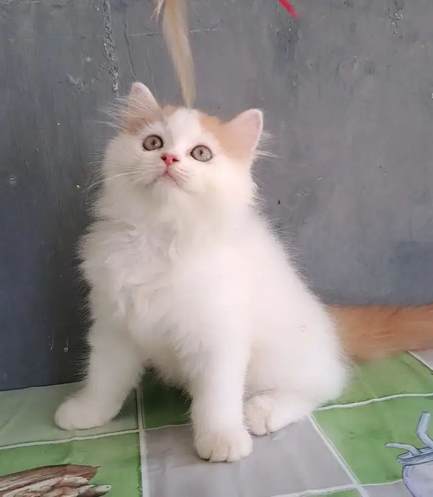 kitten persia jantan/kucing persia jantan/ kucing anggora jantan