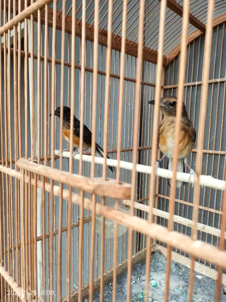 Sepasang Murai Umur 4-5 bln