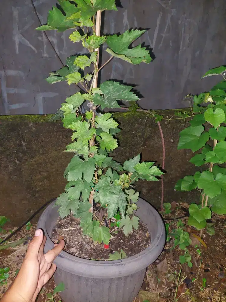 Kebutuhan taman - perikanan - aquarium - tanaman - filter aquarium