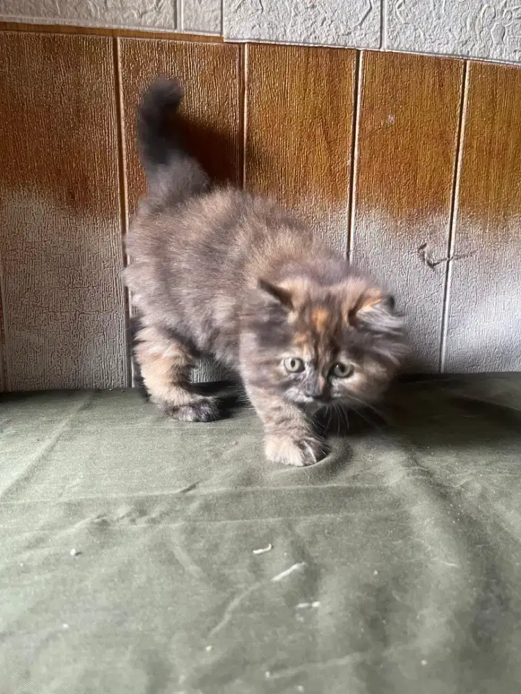 Kucing Munchkin Non Standar