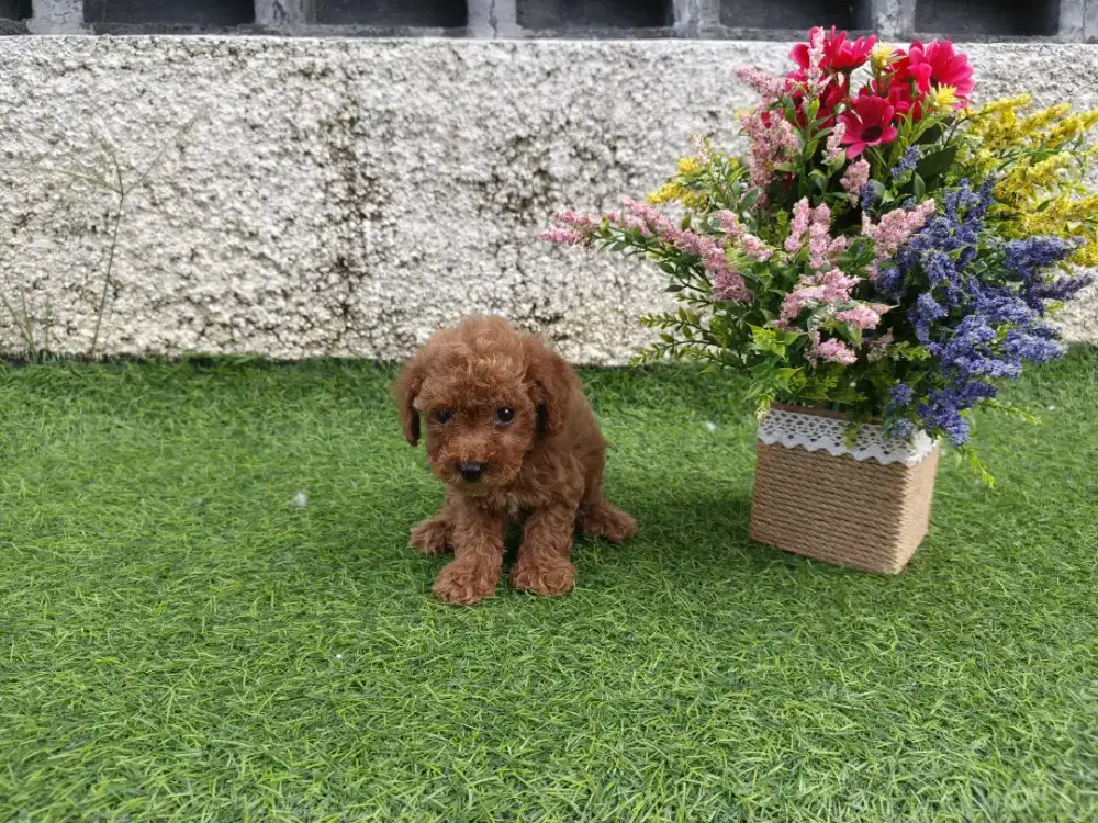 Red Poodle Non stb Non vaksin