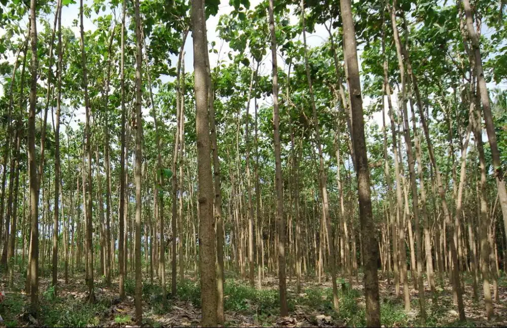 DIJUAL TANAH PERKEBUNAN 7790 M2 DI DESA KLATAK, KALIPURO, BANYUWANGI