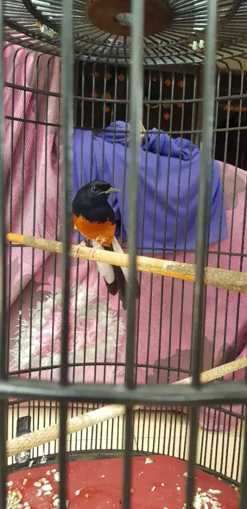 Murai Pastol Trah Prestasi