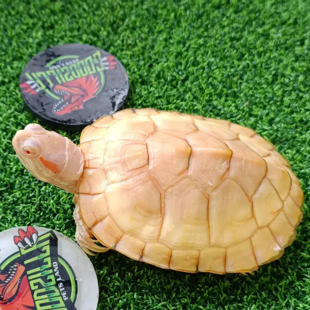 RES Albino Jantan 9cm Brazil Albino