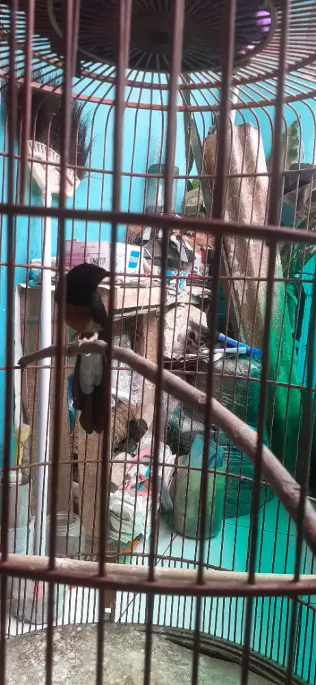 Muray medan hutan  fullset