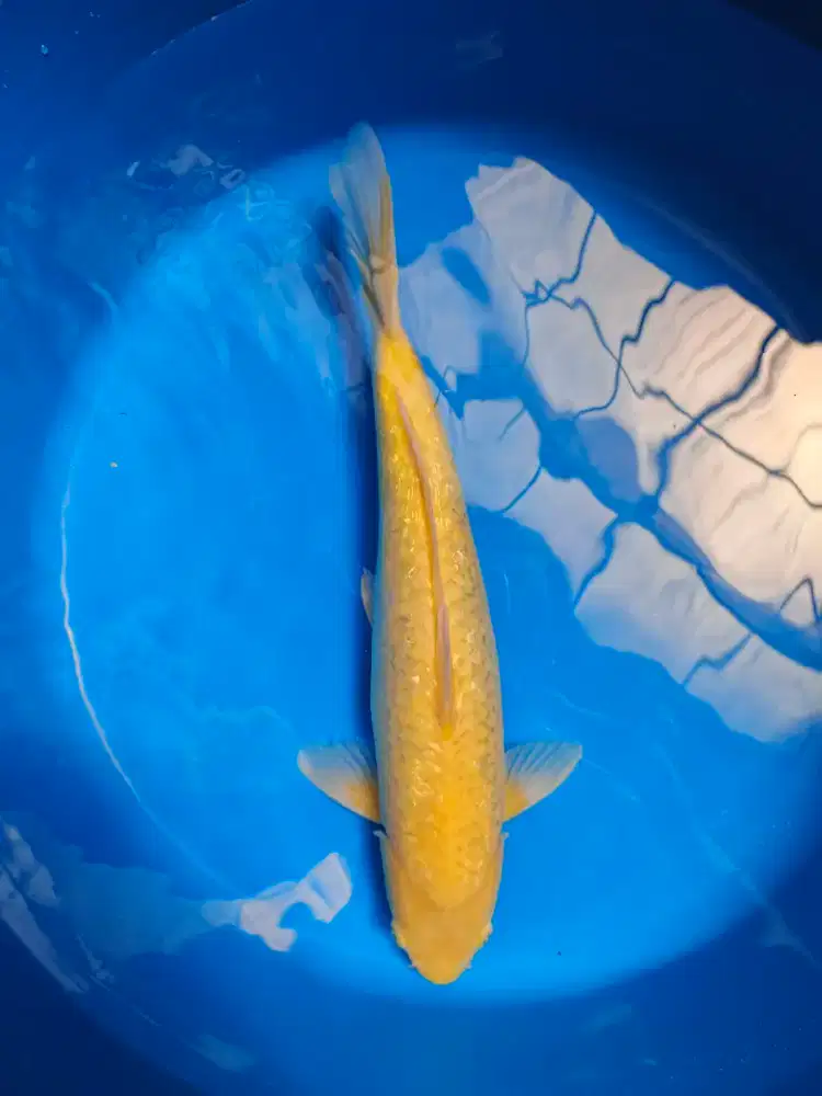 Ikan Koi Ikan Hias Kolam Koi Koki