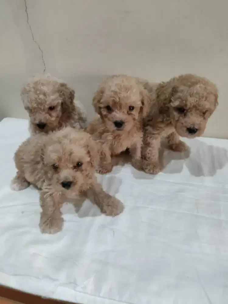 Jual 4 puppies poodle