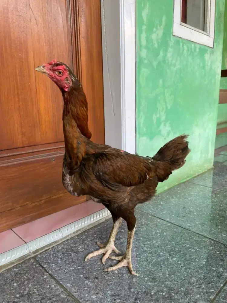 Ayam Bangkok Birma