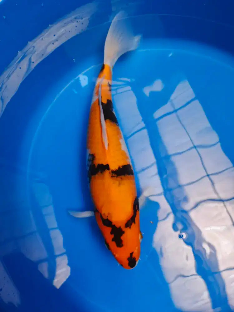 Ikan Hias Koi kolam koi