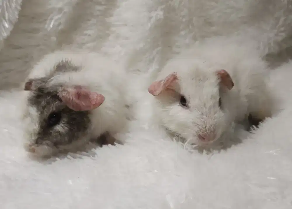 Sepasang Guinea Pig Teddy usia 2 bulan