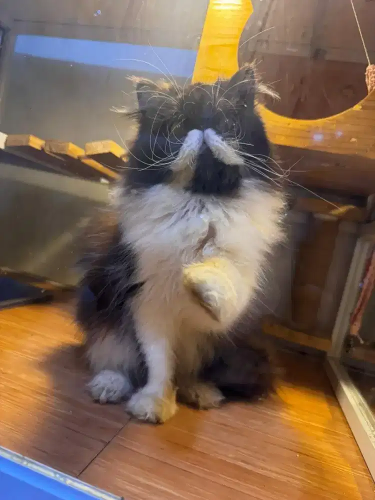 Kucing peaknose jantan 1thn