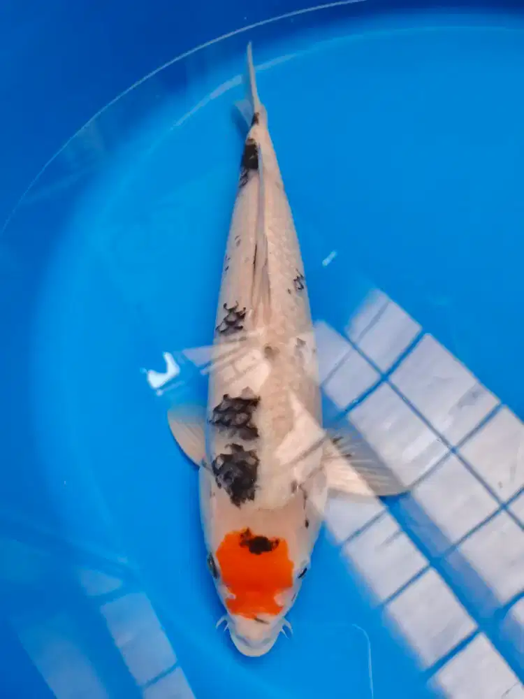 Ikan Koi ikan Hias Kolam Koi