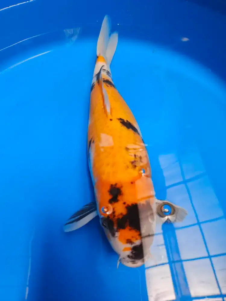 Ikan Koi kolam Koi ikan Hias