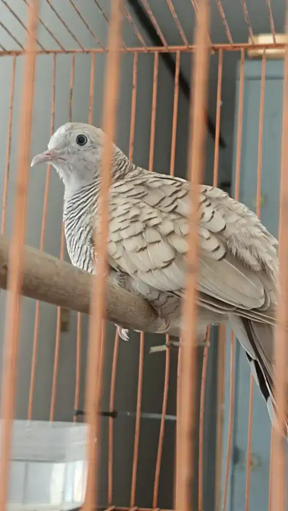 Perkutut silver jual