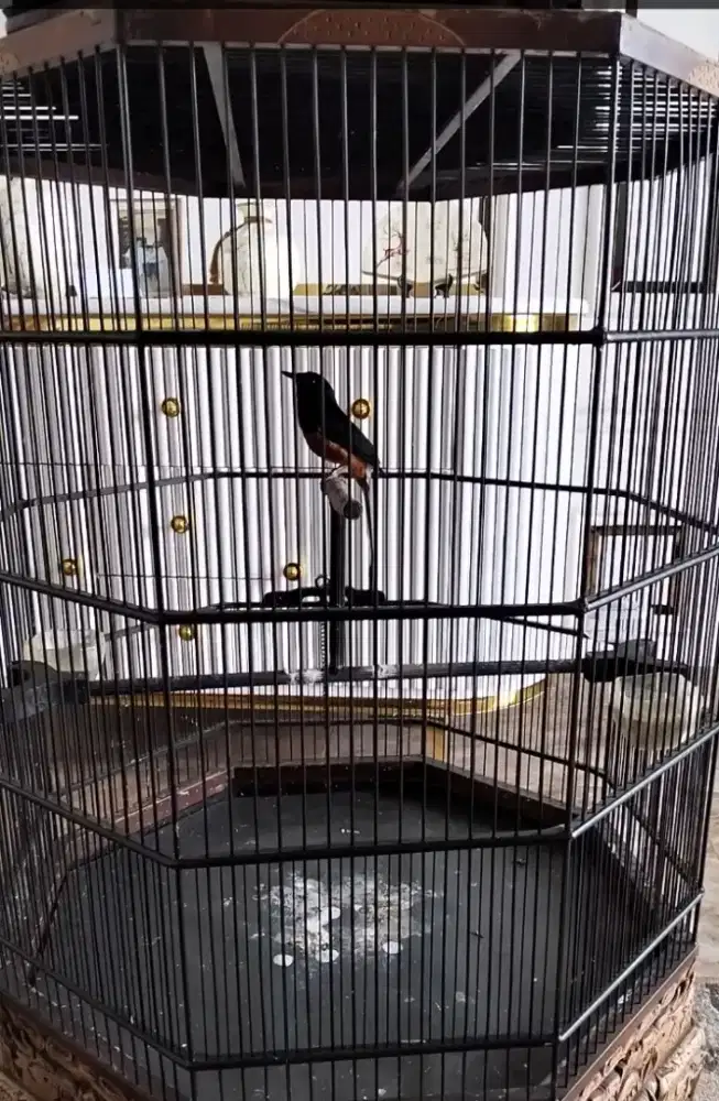 Murai Sultan Ring Ex Prestasi Mapan Gacorr