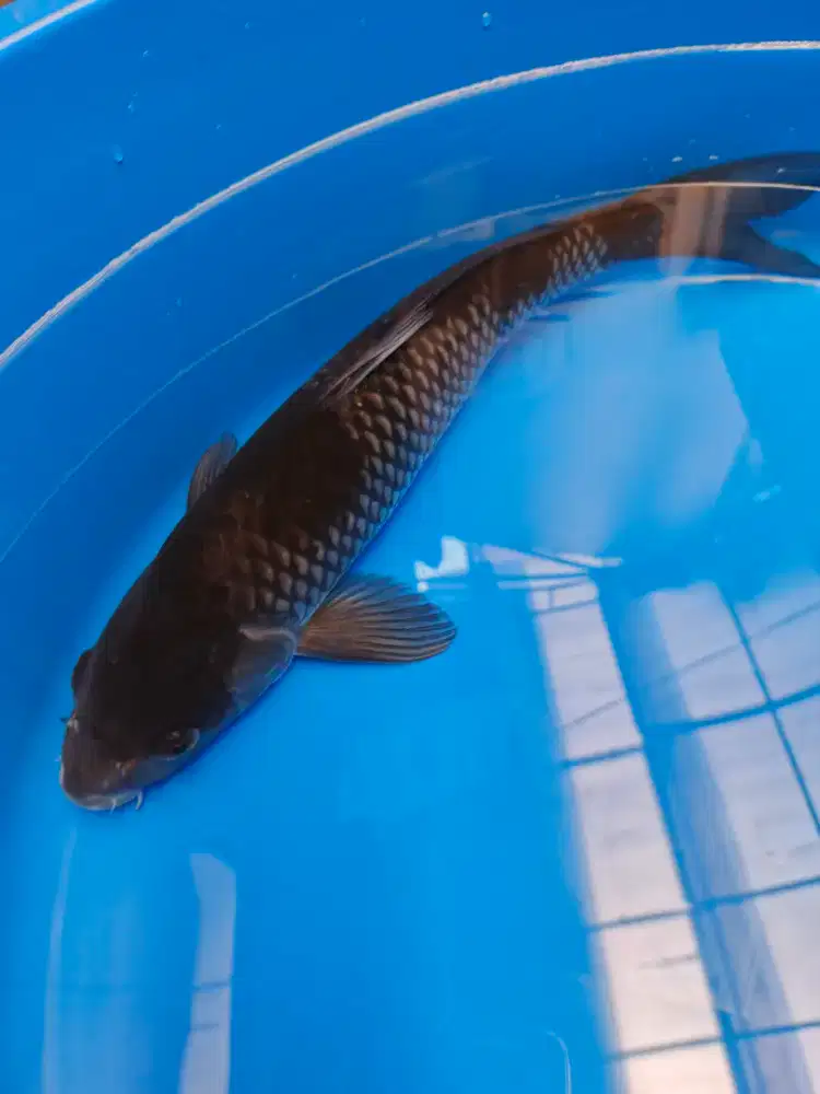 Ikan Koi kolam Koi Koki hias