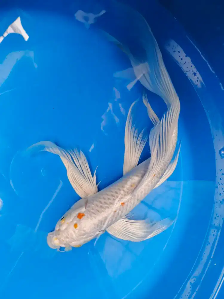 Ikan Koi Kumpay Koi Slayer