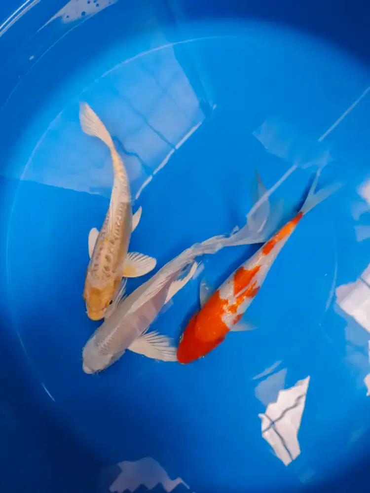 Sepaket Ikan Koi mix