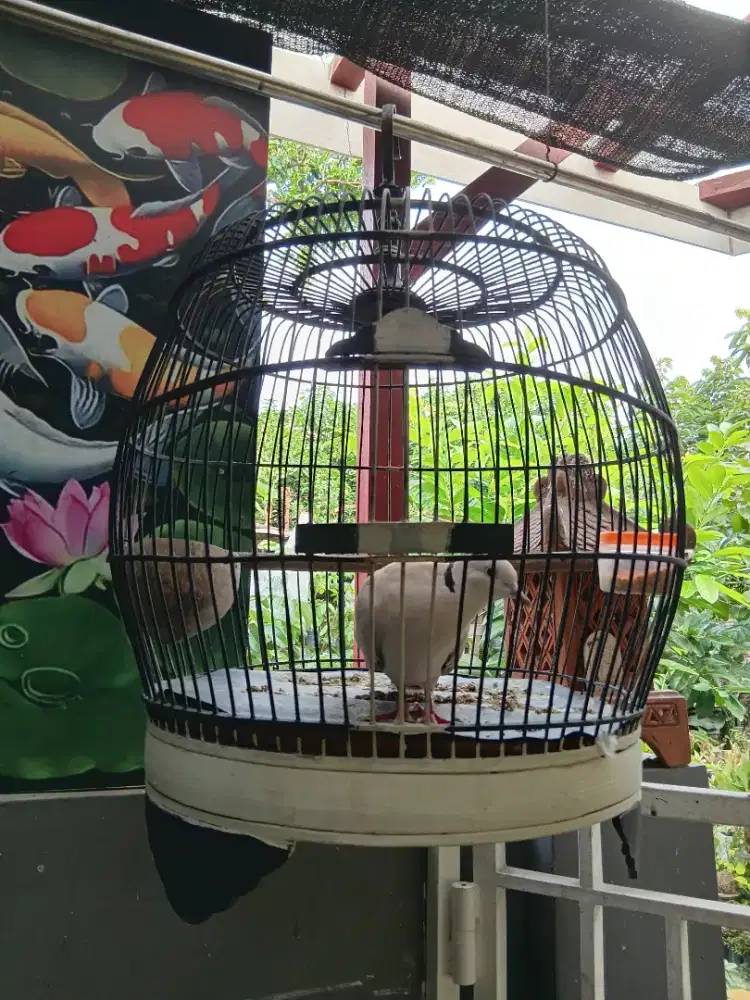 BURUNG PUTER KROSING FULSET SANGKAR.