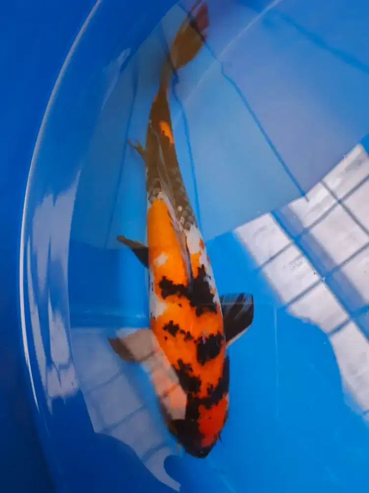 Ikan Koi Showa ikan hias kolam koi