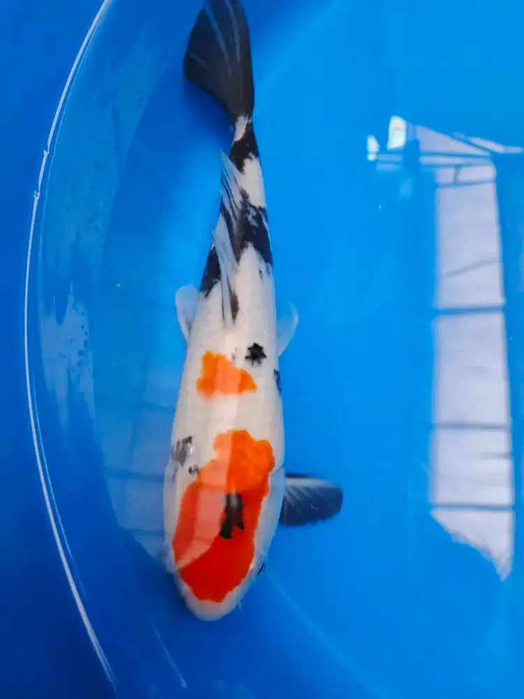 Ikan Hias Koi Showa Kolam Koi aquarium