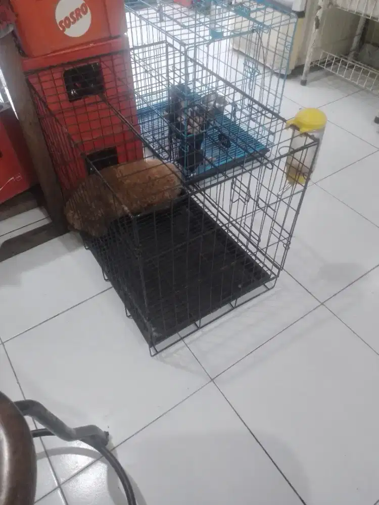 Chiwa2 dan pudel cowok semuanya