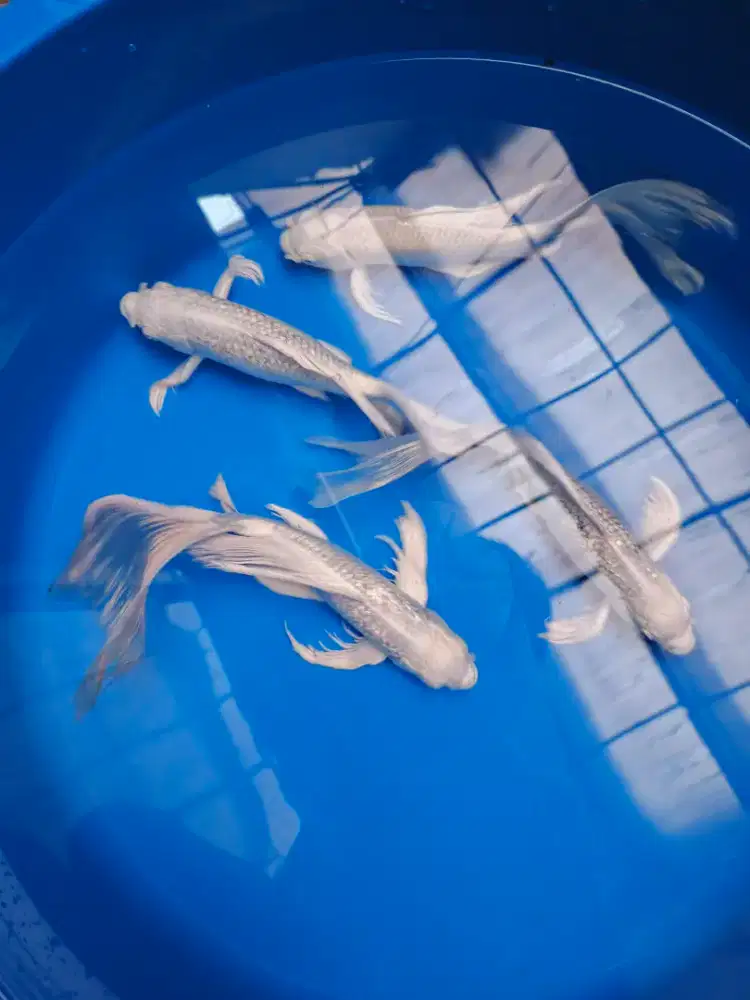 Ikan Hias Koi Kumpay Platinum Slayer