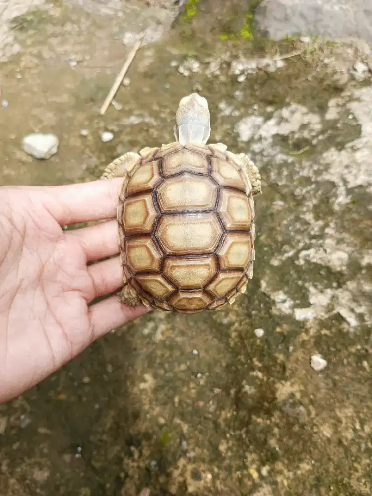 KURA DARAT SULCATA SOTLESS SIZE 9,5CM