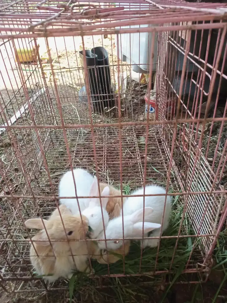 Anakan kelinci Alhidayah farm