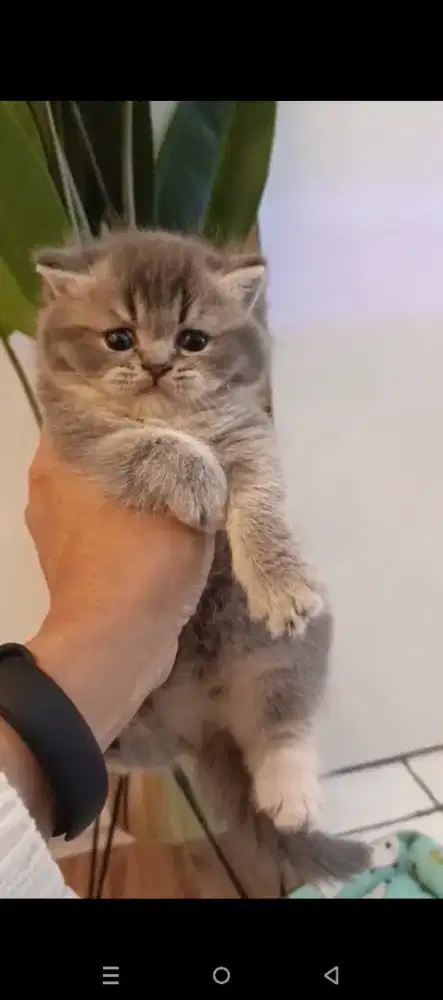 Kucing British short Hair