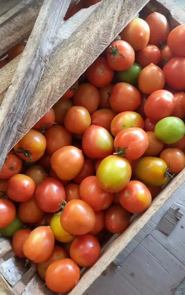 Ready tomat murah