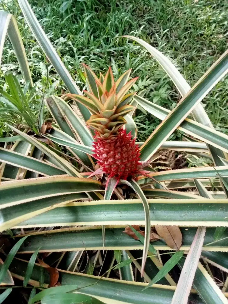Obat pelunak nanas merah orginal