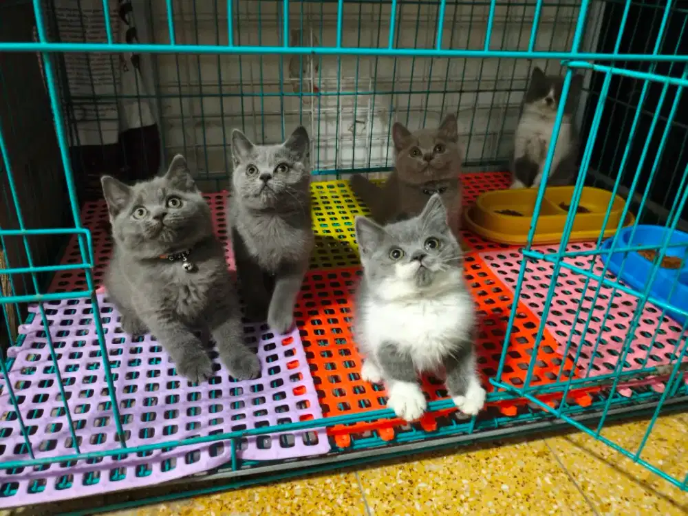 British Shorthair Kitten