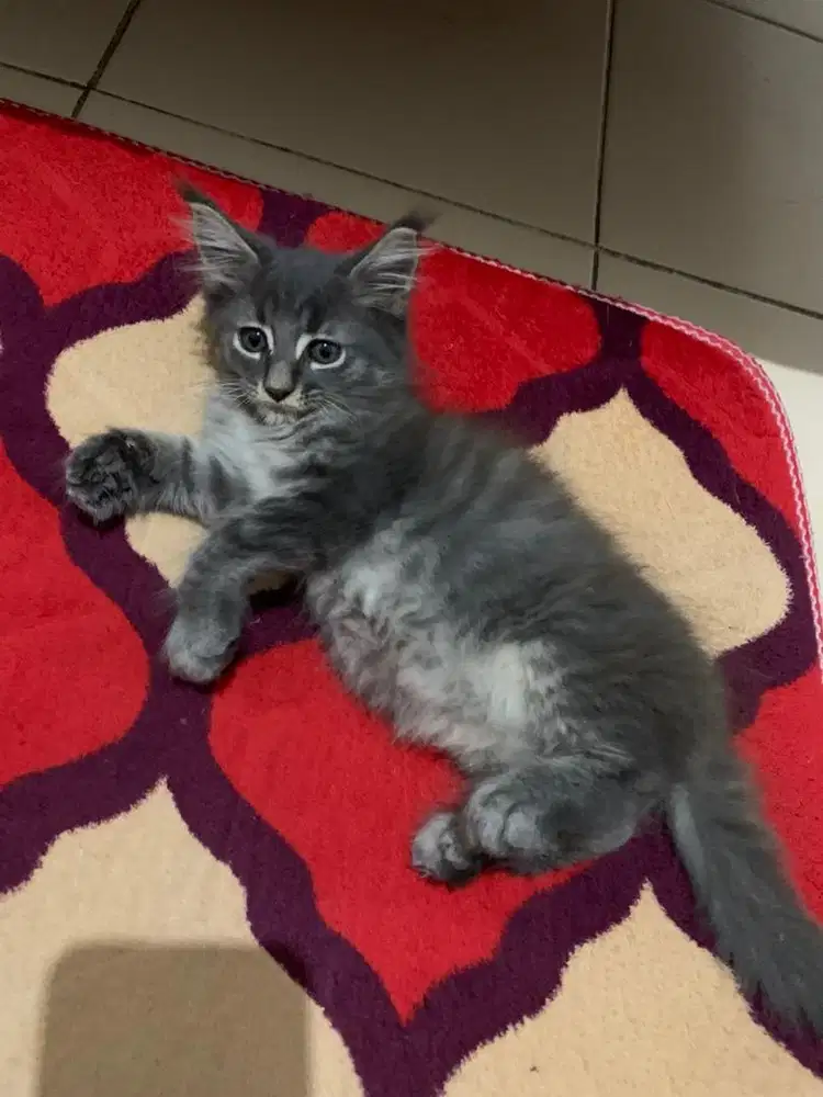 Mainecoone kitten jantan