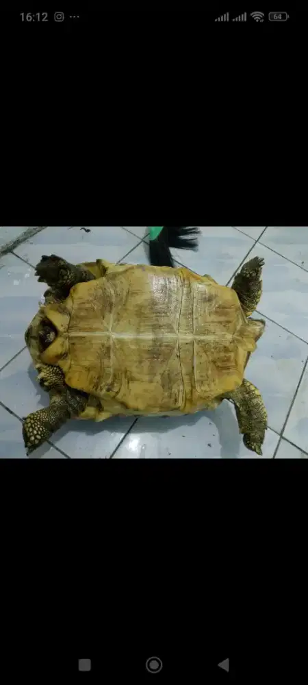 Dijual kura kura sulcata 43cm