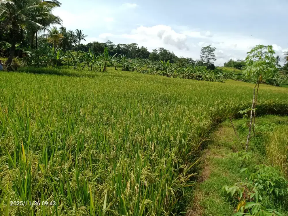Dijual Tanah Sawah Produktif