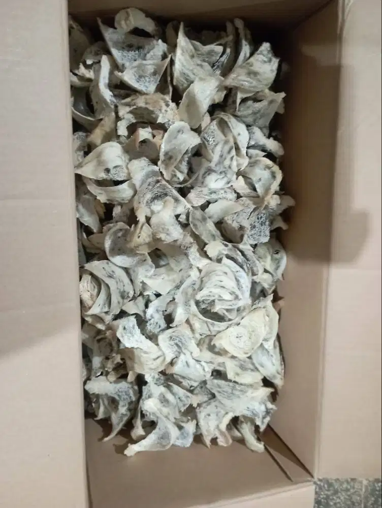 Sarang Walet asli Kalimantan