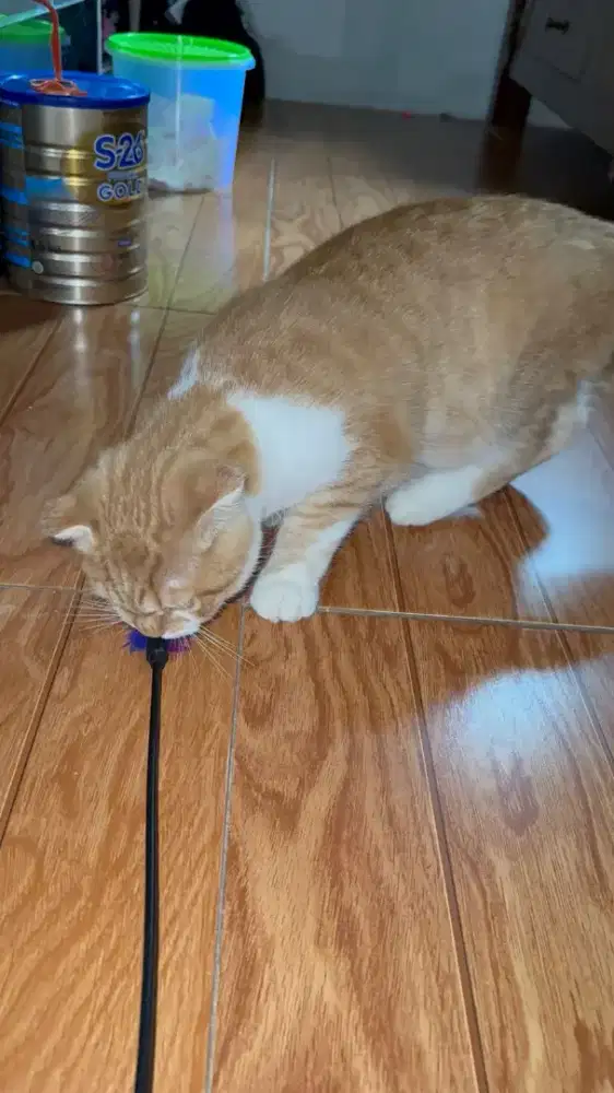 Kitten Scottish Straight (BSH x Scottish Munchkin)