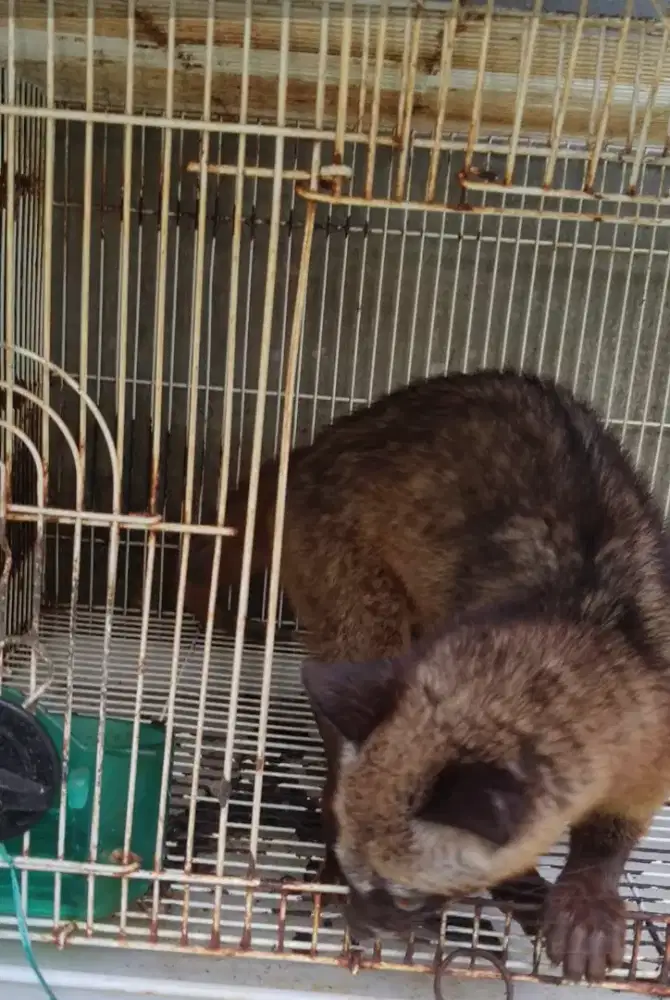 Jual Musang Pandan
