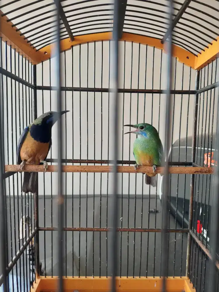 Masteran ex murai sepasang