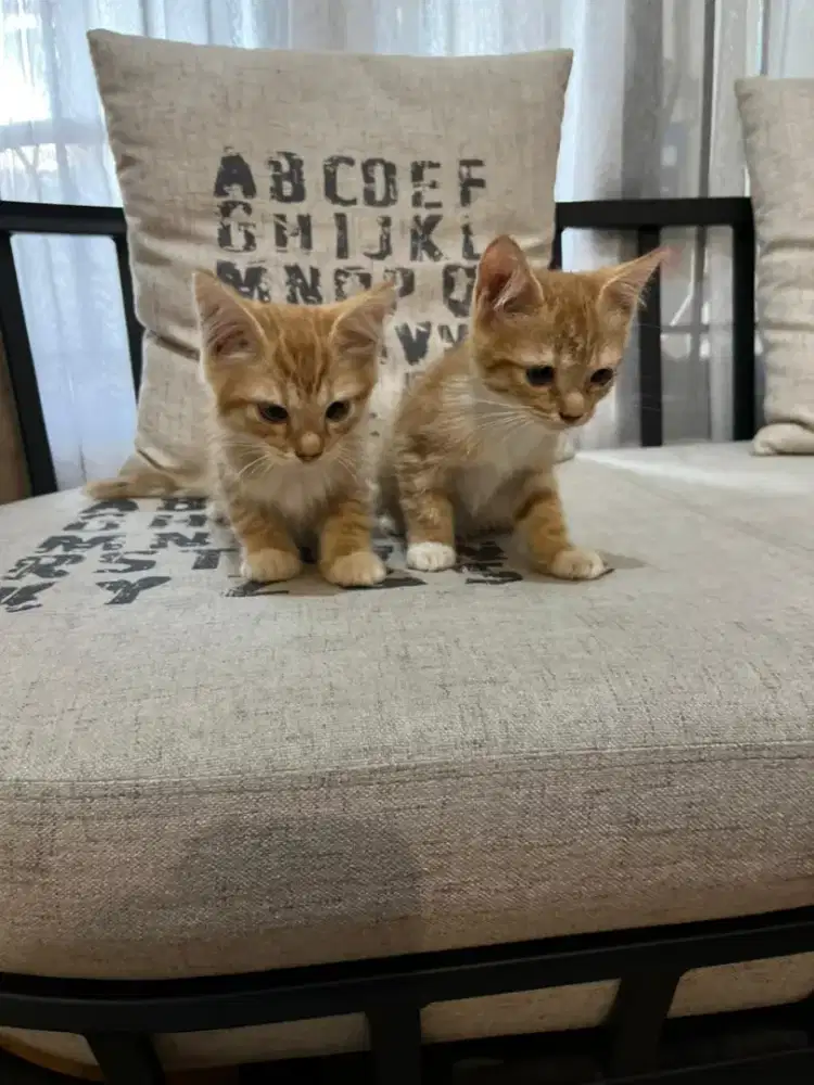 Open Adopt kucing Persia Mix