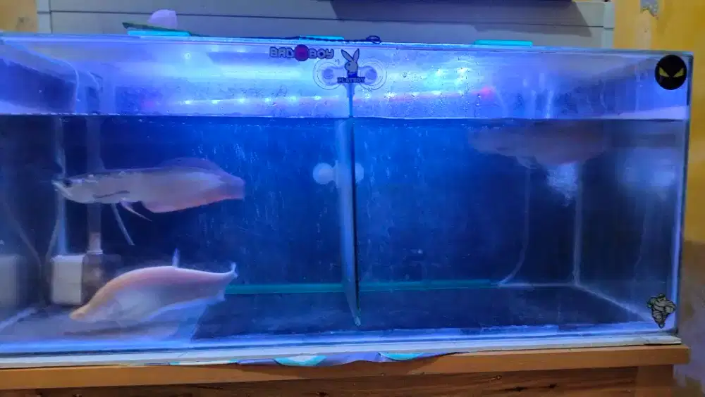 Ikan Arwana beserta tempatnya
