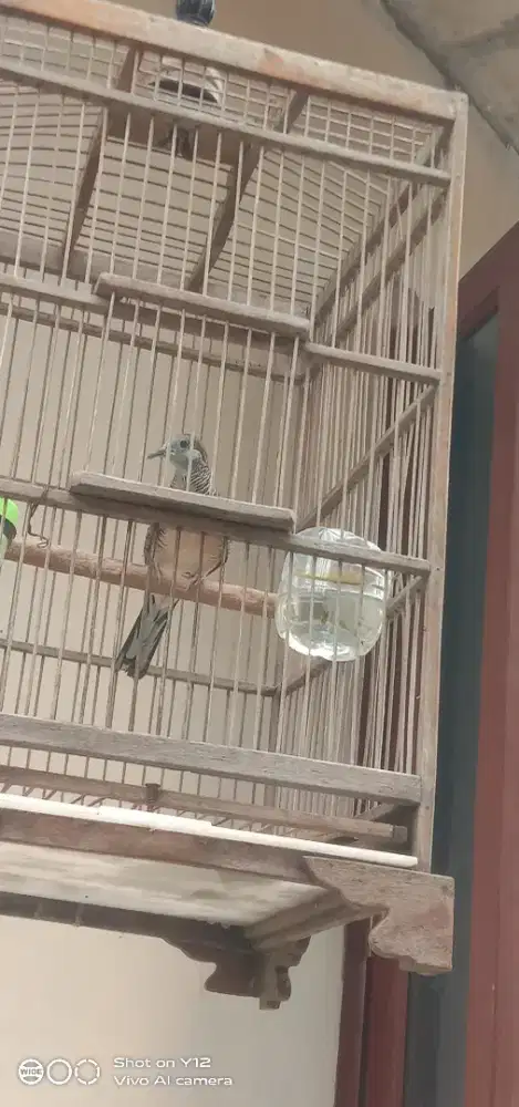 Perkutut Bangkok lantan