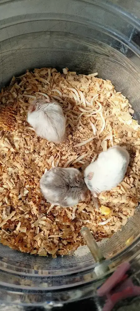 Jual Hamster Campbell