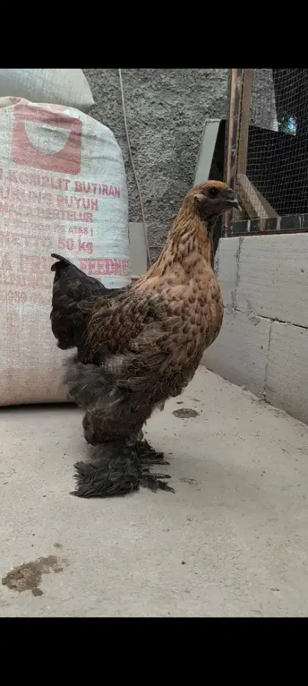 Ayam Brahma Usia 4 bulan