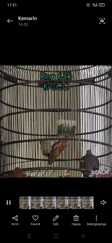 Perkutut Bangkok Betina