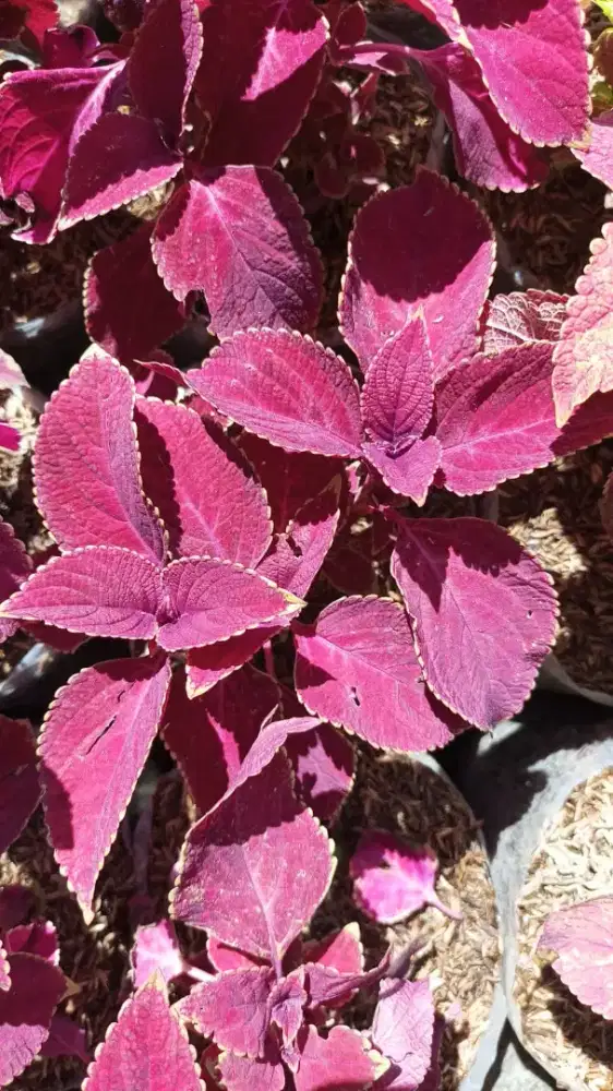 Pusat tanaman hias meruya jakarta barat